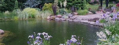 Opening your pond in spring